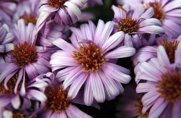 late season garden flowers late season garden flowers