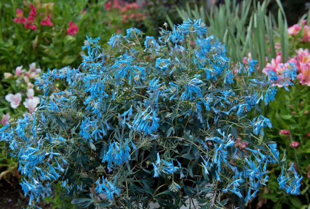 how to grow corydalis how to grow corydalis