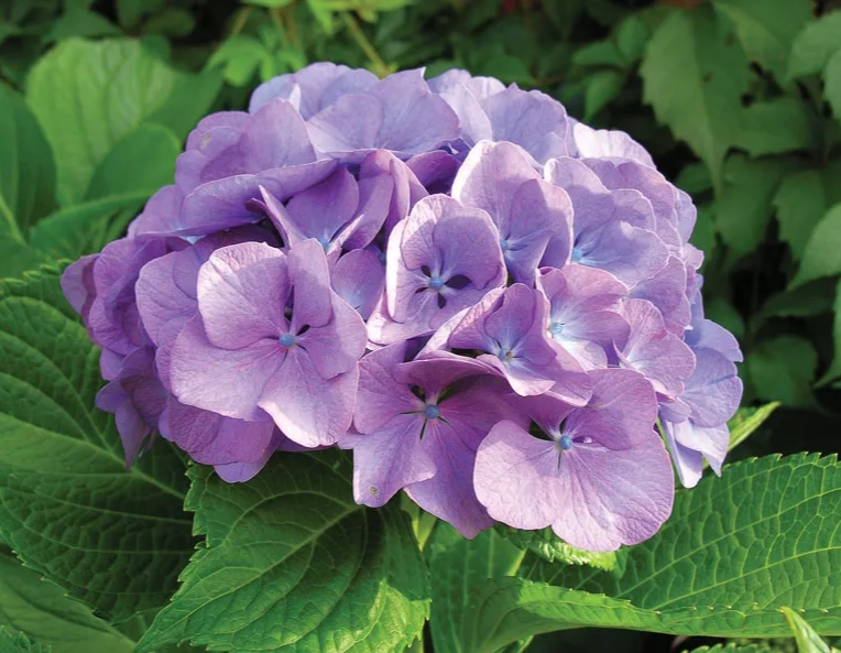 how to grow hydrangeas how to grow hydrangeas