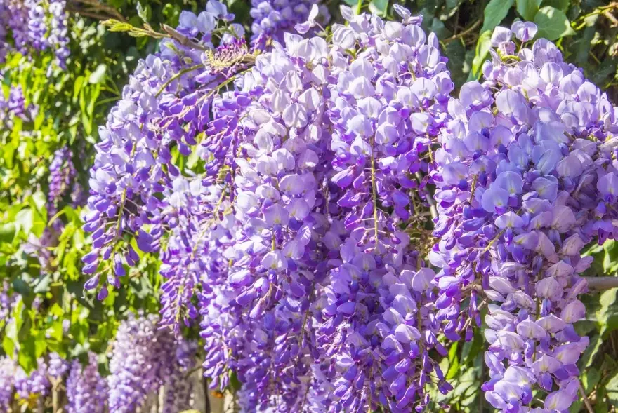 how to prune wisteria how to prune wisteria