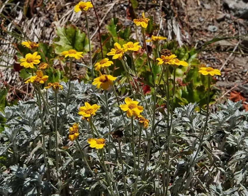oregon sunshine plant