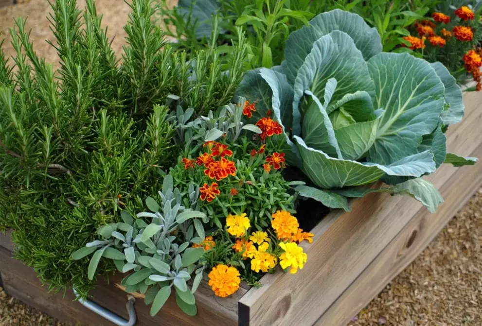 companion plants for tomatoes companion plants for tomatoes