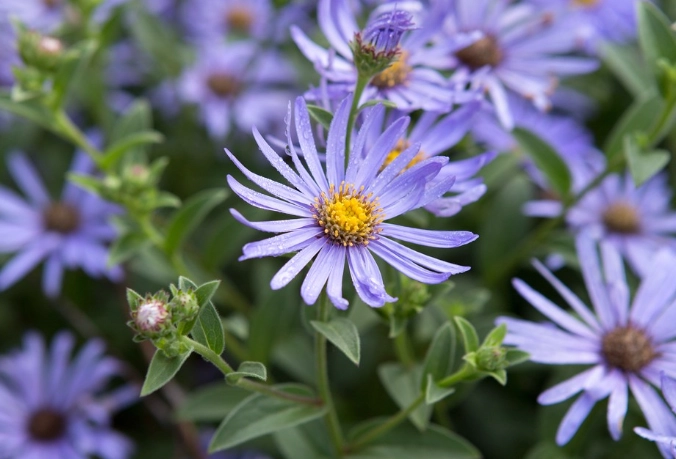 late season garden flowers late season garden flowers