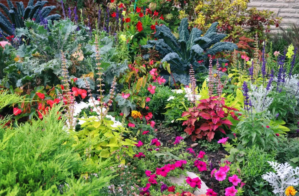 low light plants low light plants