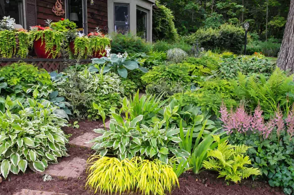 low light plants low light plants