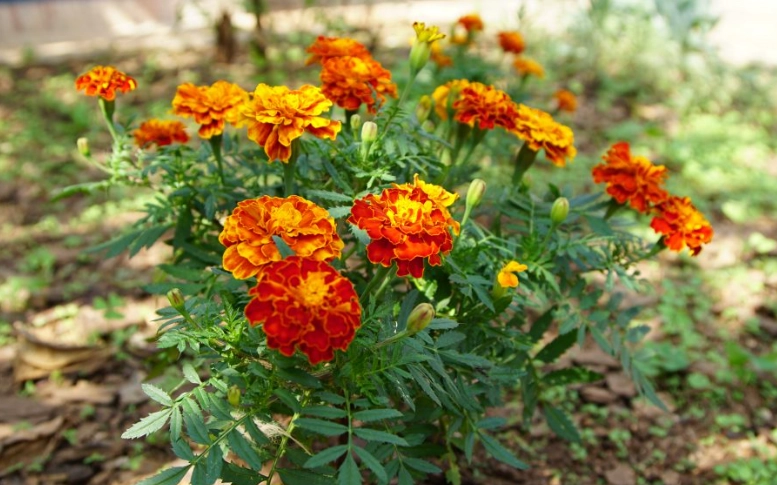 tagetes plant tagetes plant