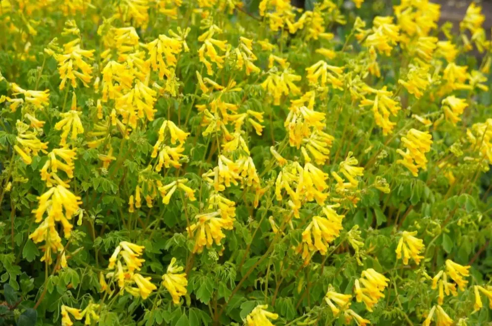 corydalis medicinal uses corydalis medicinal uses