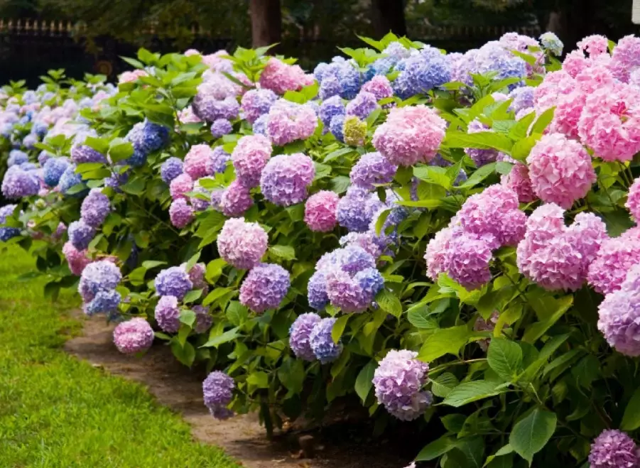 hydrangea pruning hydrangea pruning