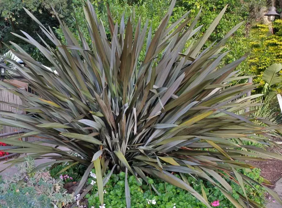 phormium tenax care phormium tenax care