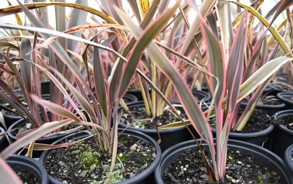 new zealand flax plant new zealand flax plant