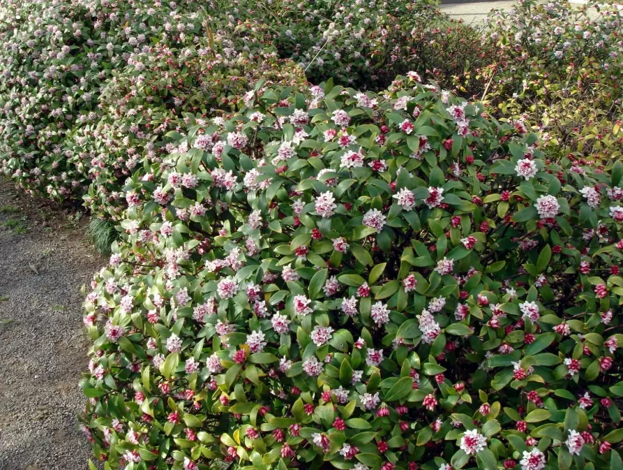 winter daphne problems