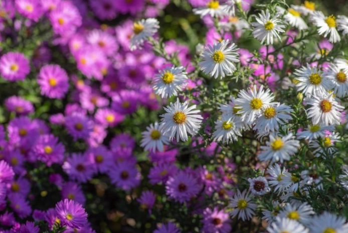 aster novi belgii aster novi belgii