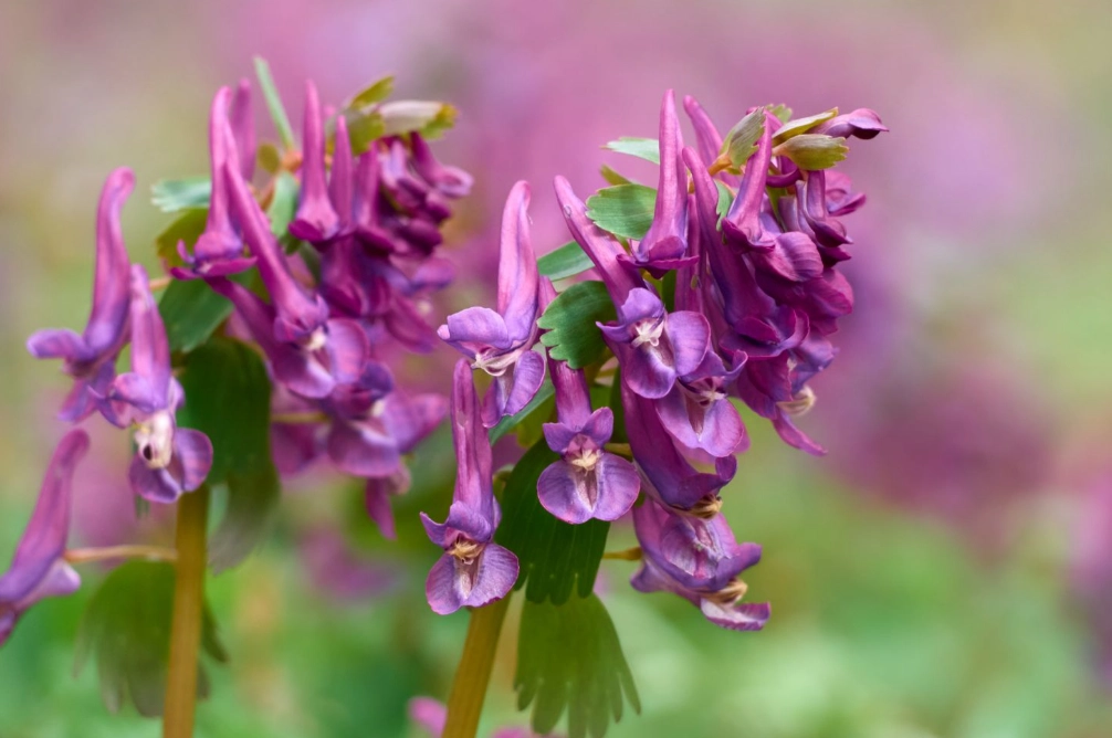 corydalis plant care corydalis plant care