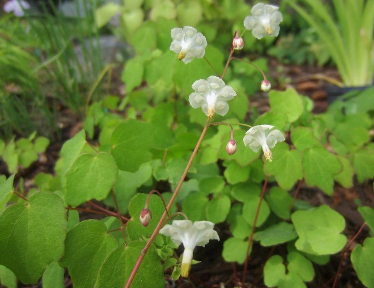 growing inside out flower