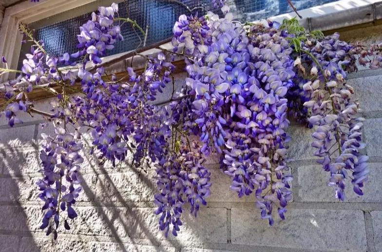wisteria care wisteria care