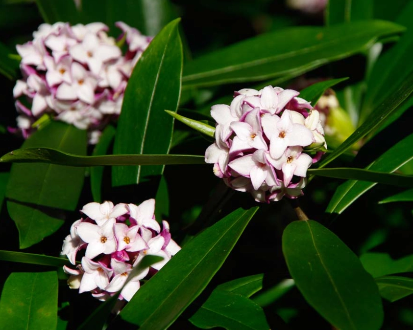 daphne odora care daphne odora care