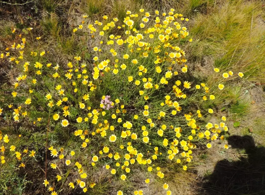 drought tolerant native plants
