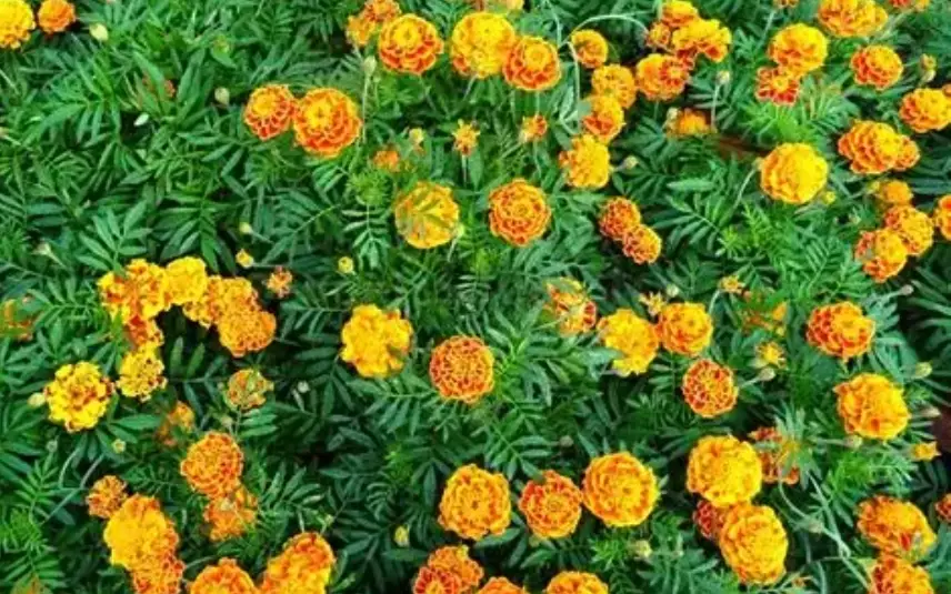 marigold companion planting marigold companion planting