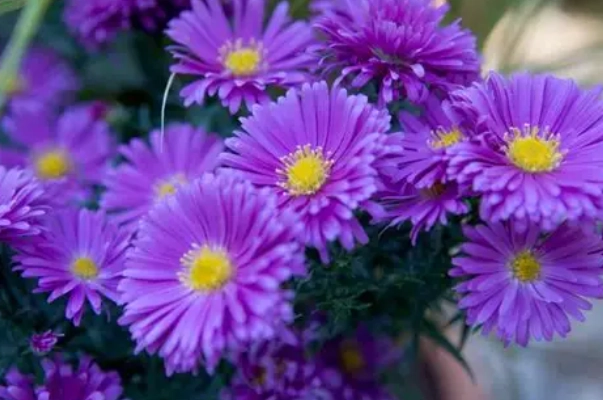 michaelmas daisy plants