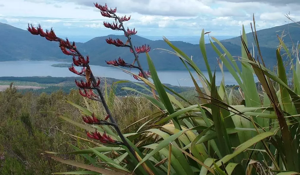 cordyline australis vs phormium cordyline australis vs phormium