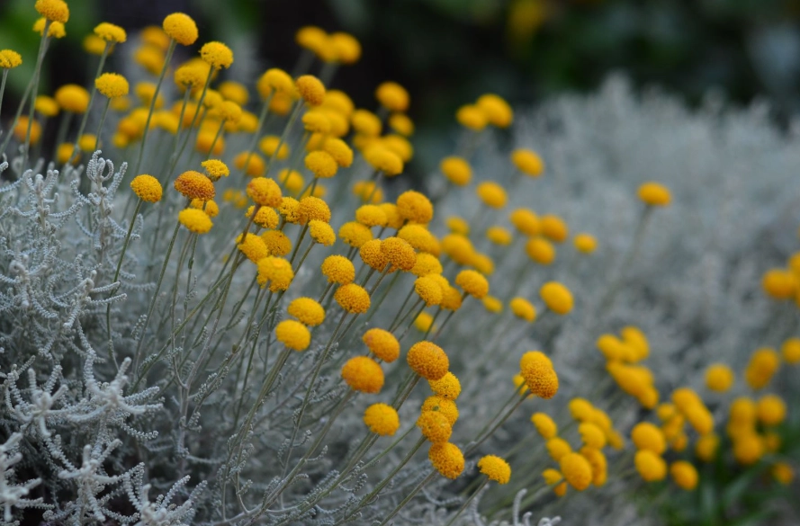 santolina plant care