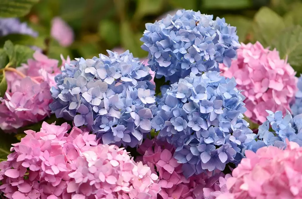 how to grow hydrangeas how to grow hydrangeas