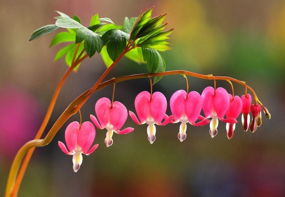lamprocapnos spectabilis