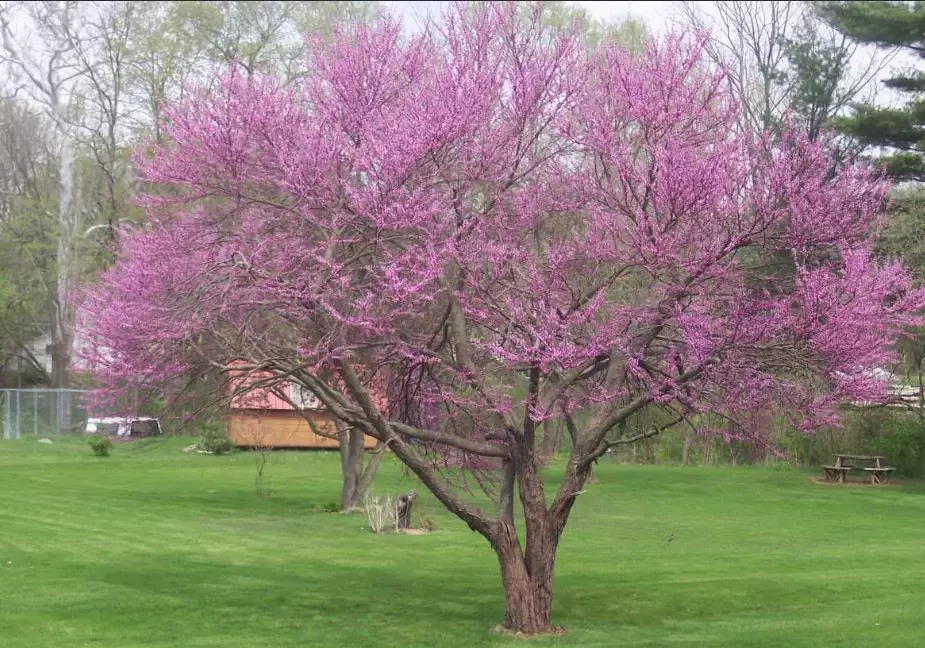 eastern redbud tree eastern redbud tree