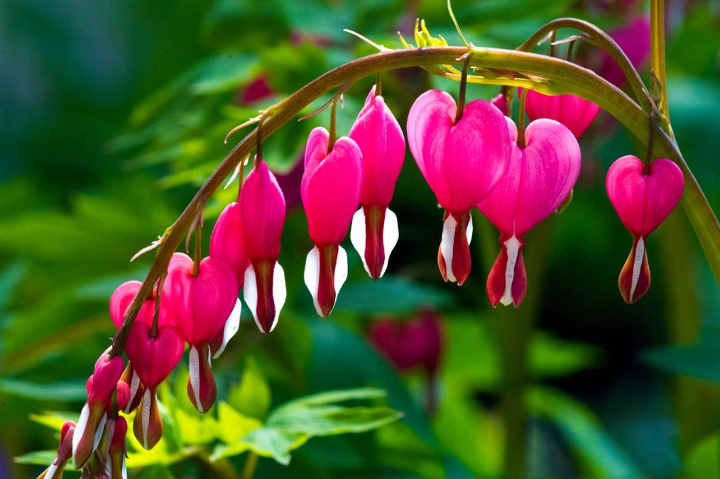bleeding hearts
