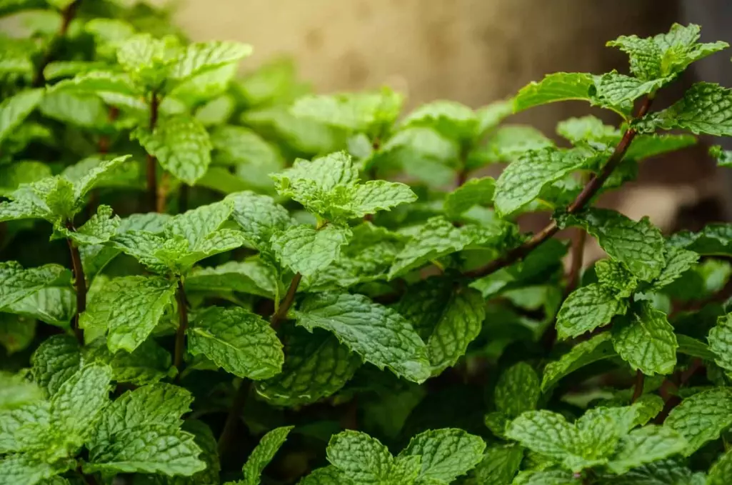 how to grow mint