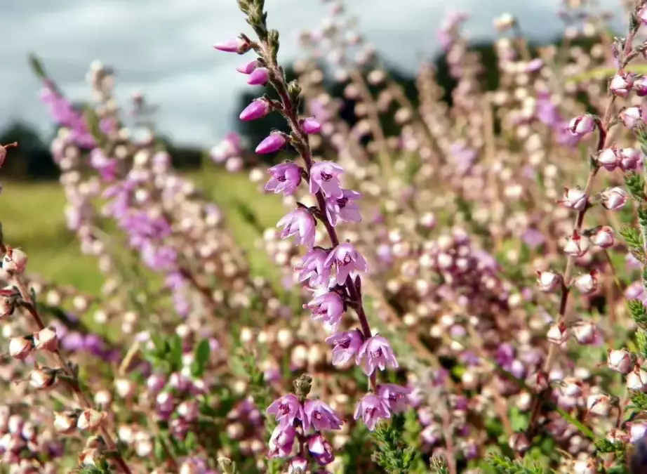 heather species