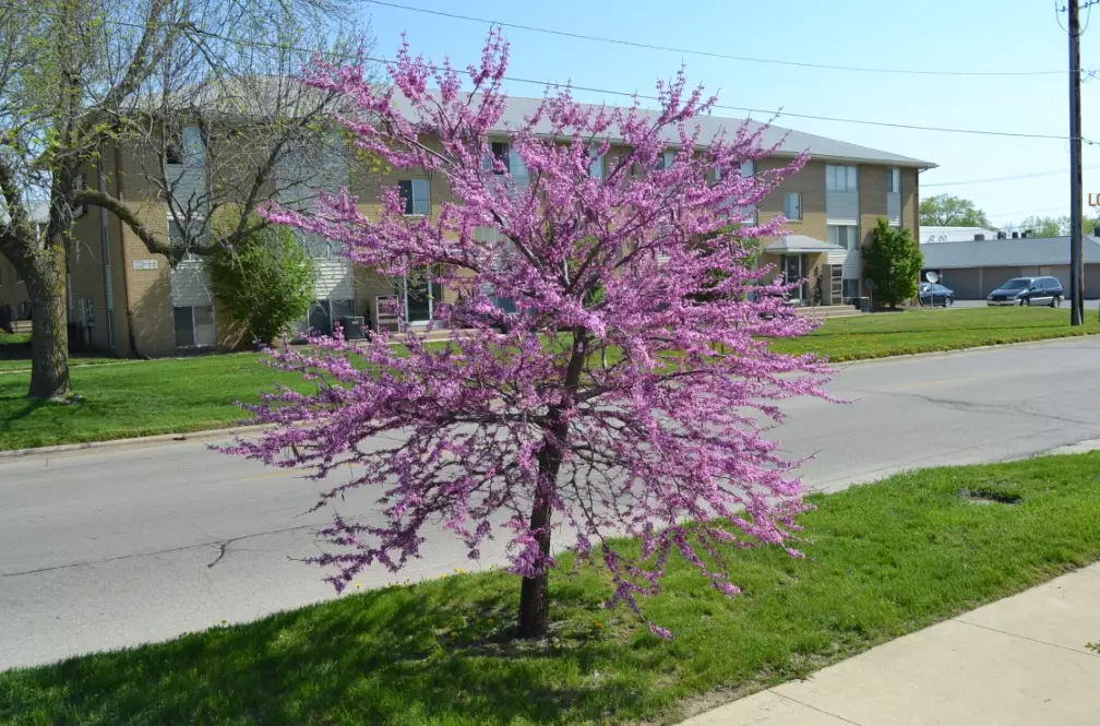 redbud tree problems redbud tree problems