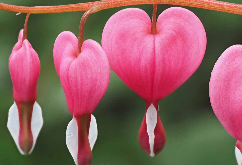 bleeding hearts plant care bleeding hearts plant care