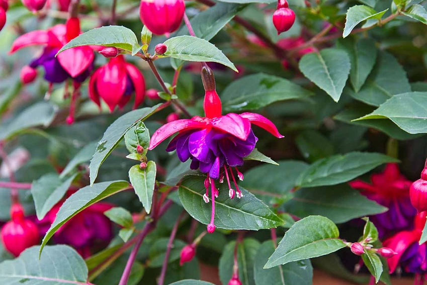 growing fuchsias growing fuchsias