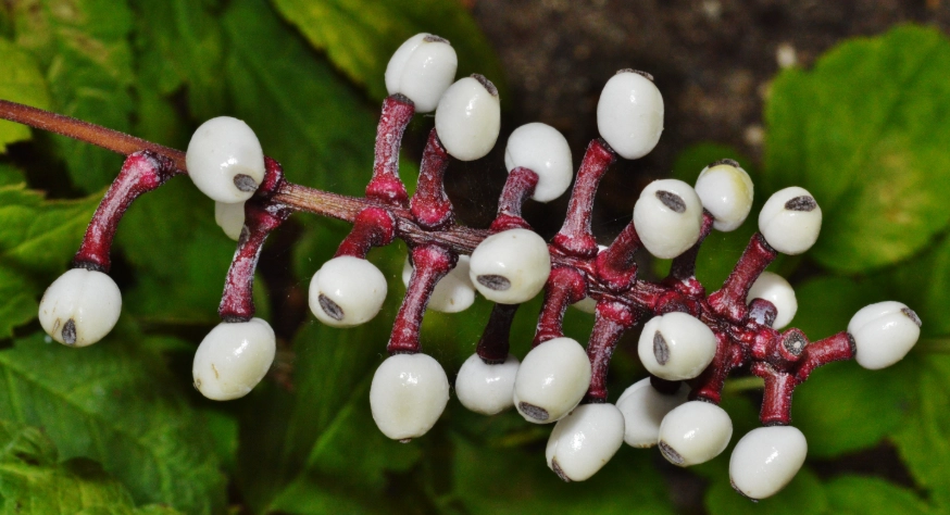 actaea plant care actaea plant care
