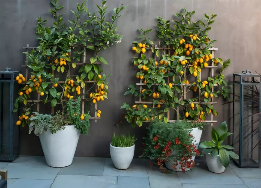 dwarf trees for containers dwarf trees for containers