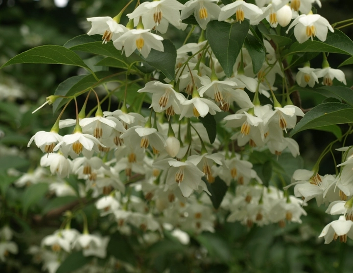 snowbell tree landscaping