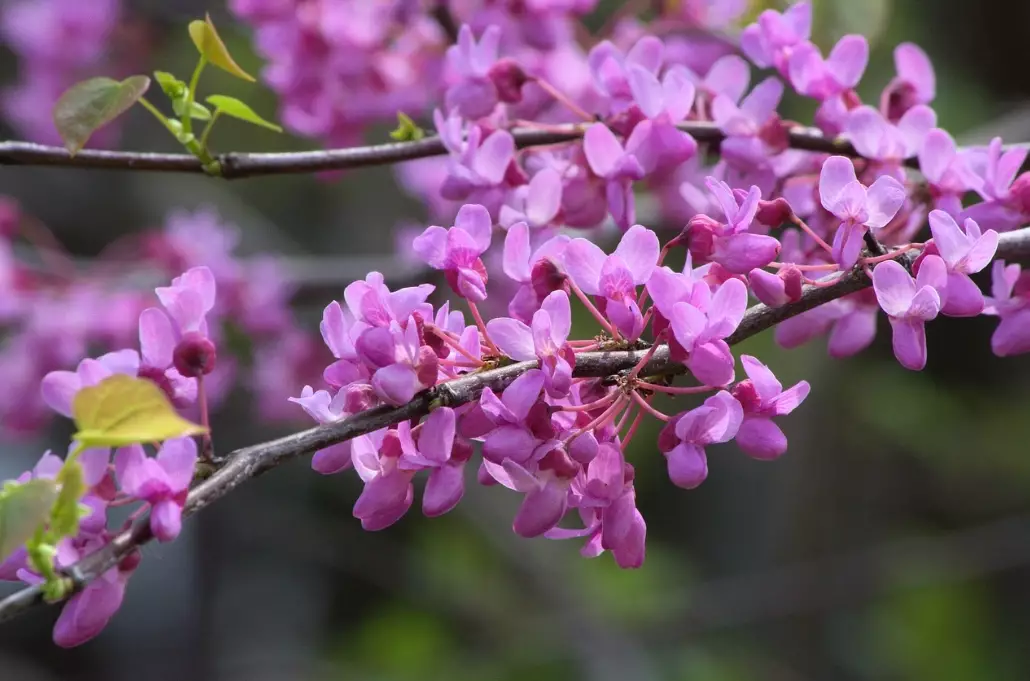 redbud tree problems redbud tree problems