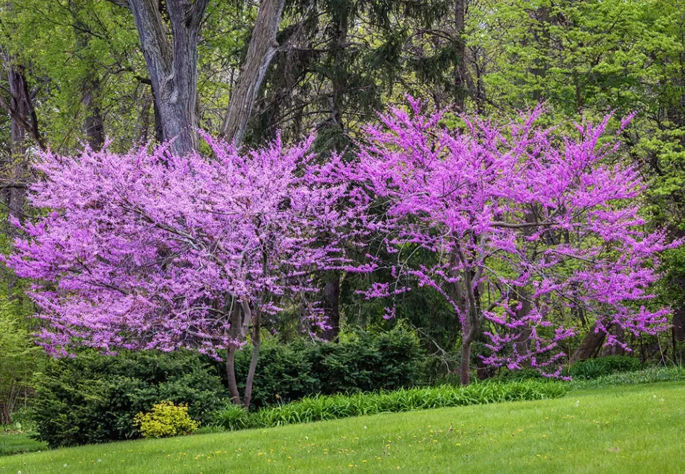 how to plant redbud tree how to plant redbud tree