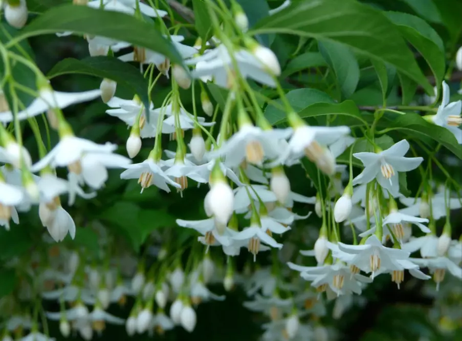 Styrax japonicus planting