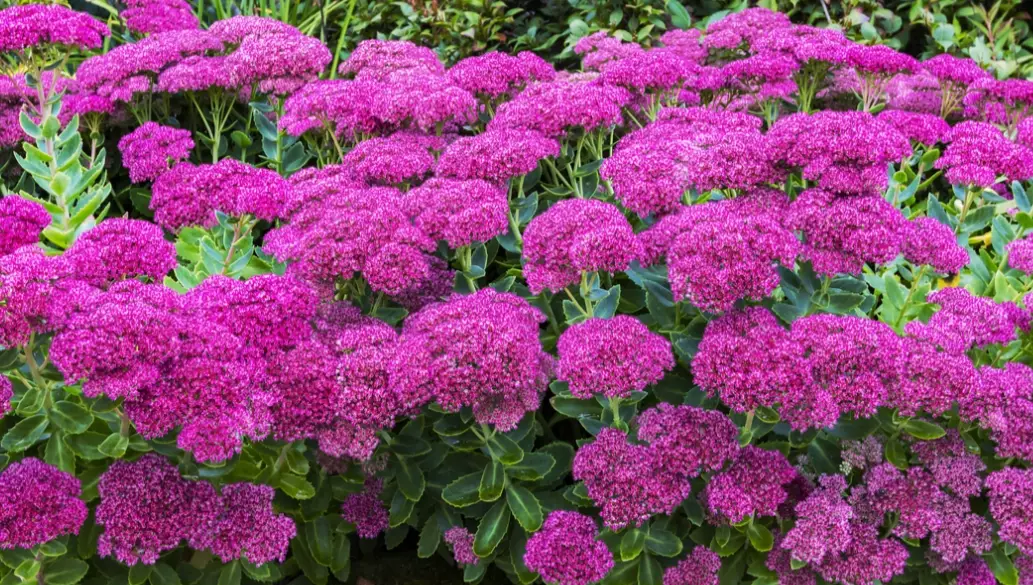 sedum plant care sedum plant care