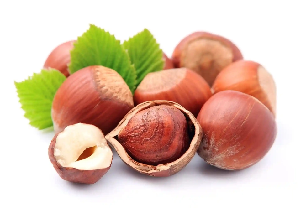 hazelnut uses hazelnut uses