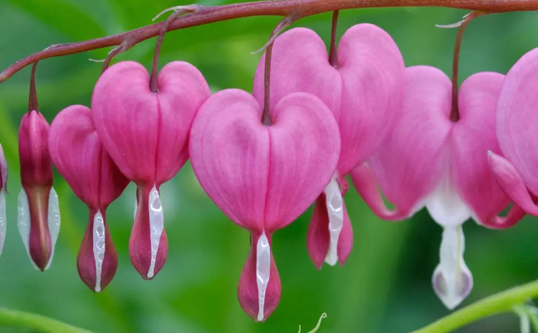 how to grow bleeding hearts how to grow bleeding hearts