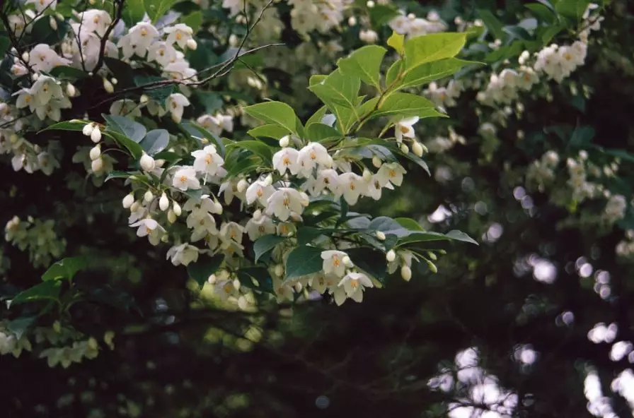 Japanese snowbell tree care