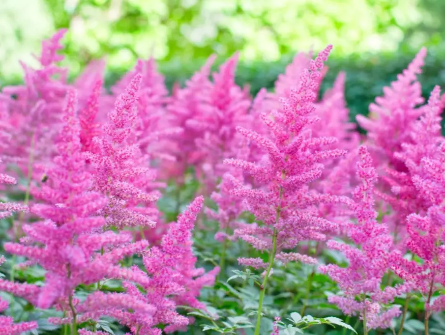 astilbe varieties astilbe varieties