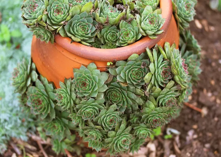how to grow hens and chicks