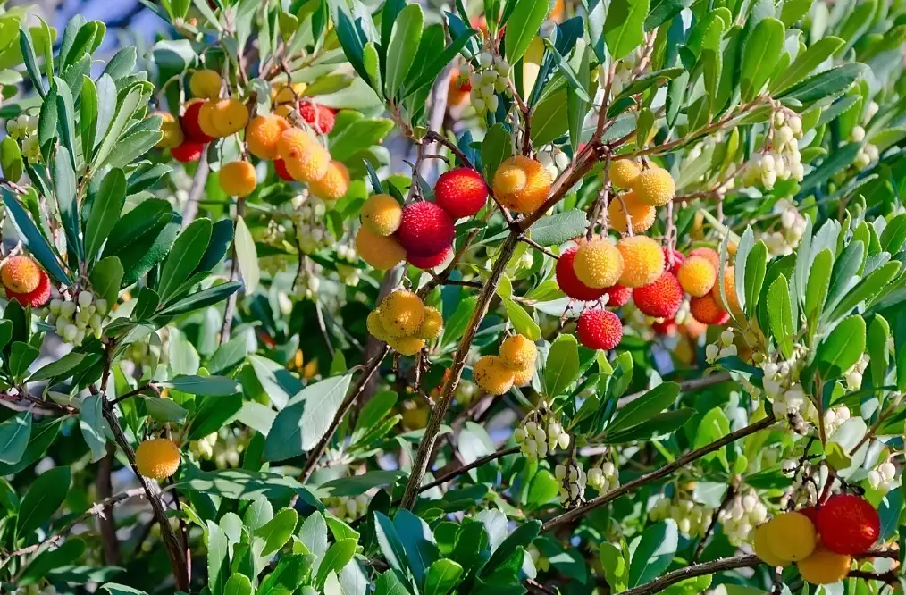 arbutus madrone tree