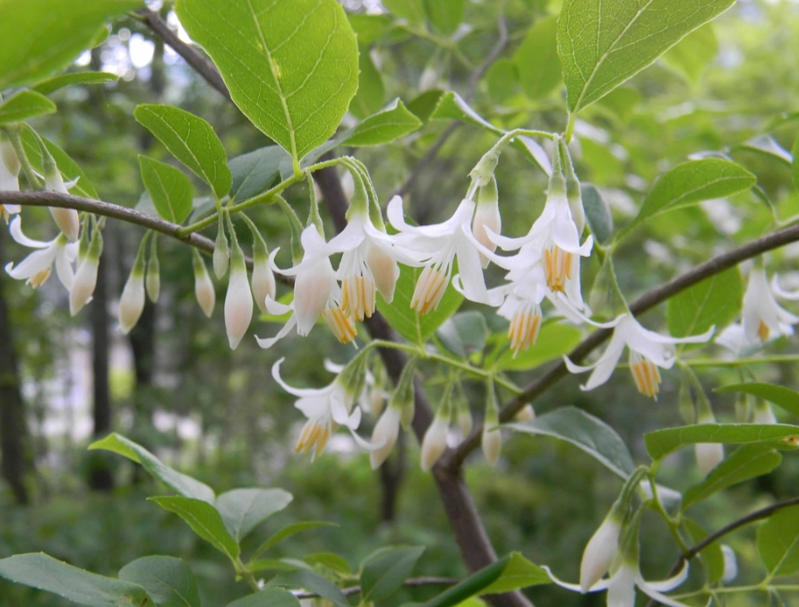 Japanese snowbell tree care