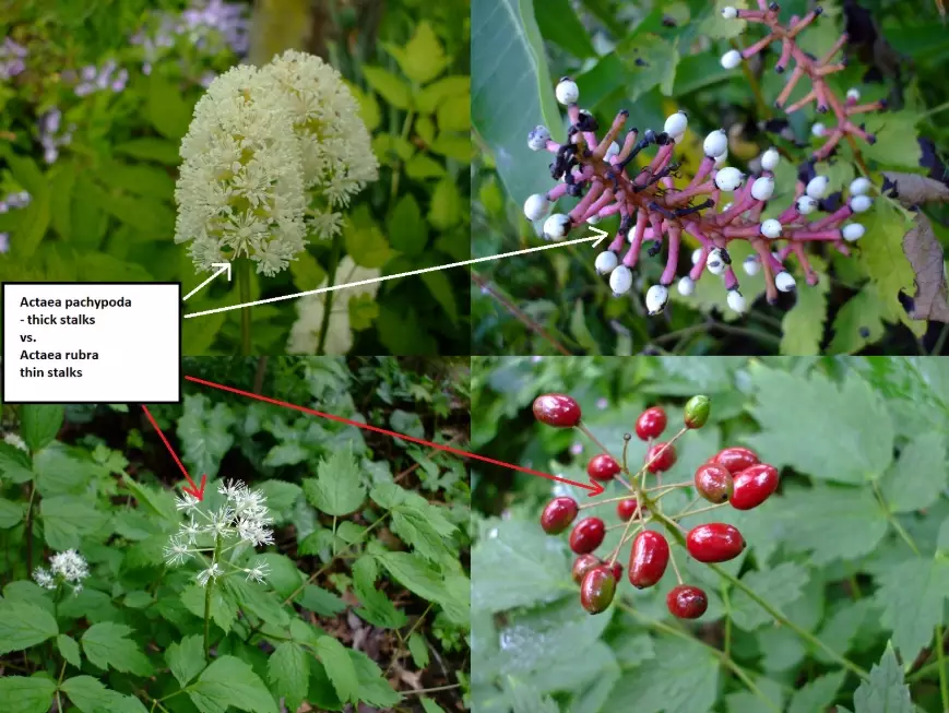 baneberry growing baneberry growing