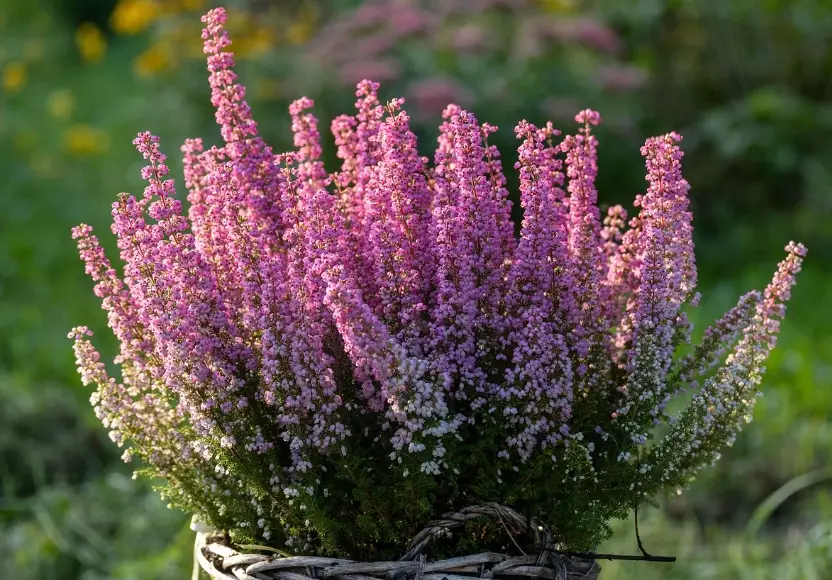 heather plant care heather plant care
